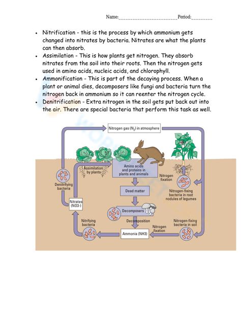 Free Printable Worksheets On Nitrogen Cycle Worksheets