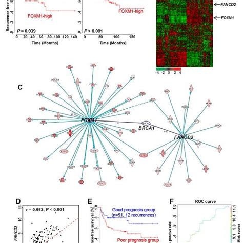 Recurrent Prognosis And Identification Of Genes Associated With Foxm1