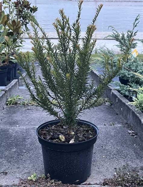 TAXUS baccata 4L Conifères Pépinière Thibault