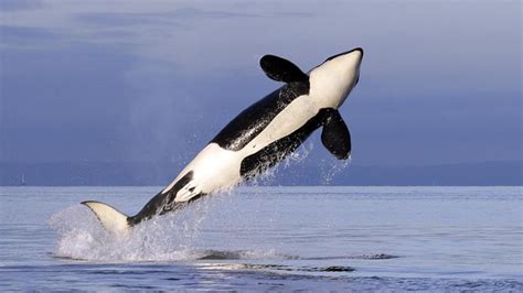 Orca attacks? Killer whales learn 'coordinated' attacks on sailboats, some observers say - 6abc ...