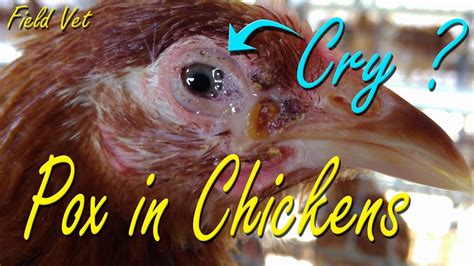 Fowl Pox, Avian Pox symptoms in Chicken, Poultry Diseases, Chicken ...