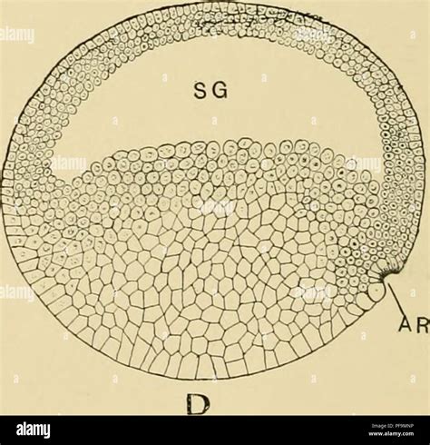 Egg Development Stages High Resolution Stock Photography And Images Alamy