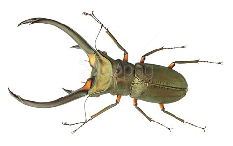 Beetle Bug Transparent Images Png Play