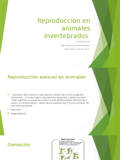 Reproduccion En Animales Invertebrados Pdf Sexo Reproducción Sexual