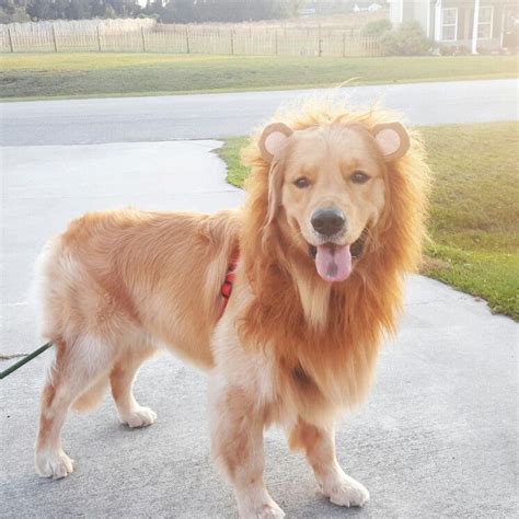 Oshie The Golden Retriever Lion Golden Retriever Lion Golden