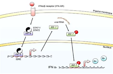 Ifnα β Signalling After Secretion Ifnα β Bind To The Ifnα β Receptor Download Scientific