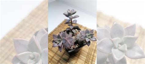 Суккуленты купить в Томске | Товары для дома и дачи | Авито