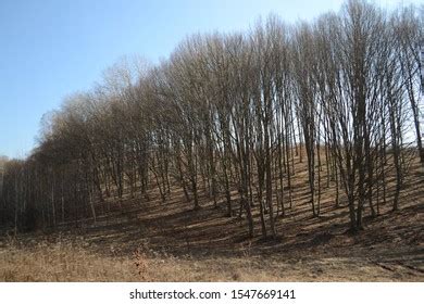 Beautiful Naked Tees Morning Stock Photo 1547669141 Shutterstock