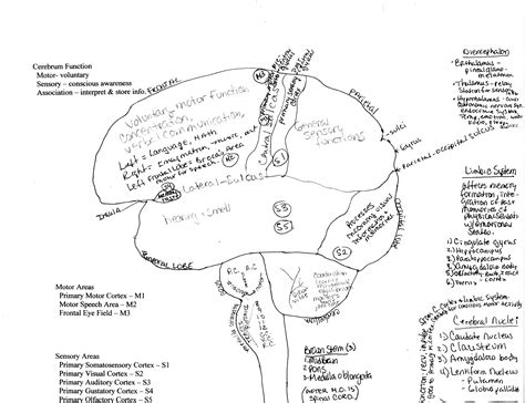 10 Brain Labeling Worksheet Worksheets Decoomo