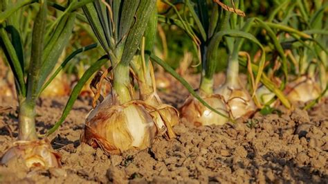 Cu L Es El Mejor Abono Para El Cultivo De Cebolla Conoce Los