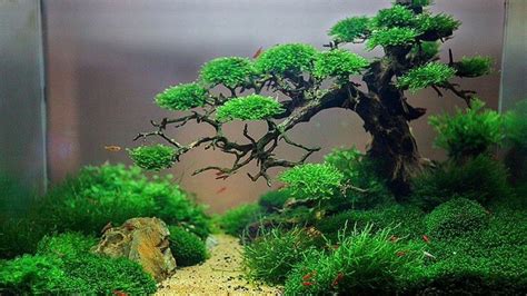 Creating The Perfect Aquascape For Your Aquarium Diapteron Shop