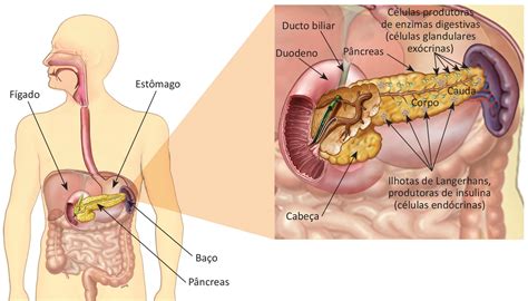 Tudo sobre Câncer de Pâncreas Vencer o Câncer