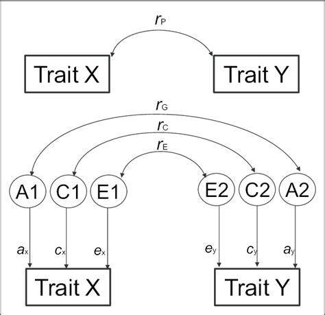 Phenotypic R P Genetic R G Shared Environmental R C And