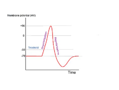 A Define The Terms Depolarization And Repolarization And I Quizlet