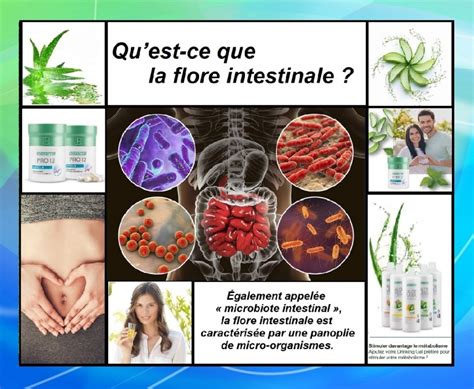 Les probiotiques définition et bienfaits de ces bactéries et levures