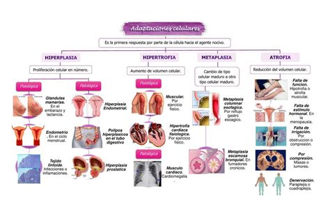 Adaptaciones Celulares Liz Aurora Udocz