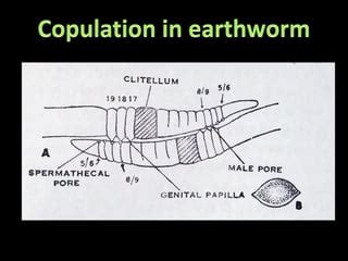 Indian Earthworm (Pheretima posthuma)ppt.pdf