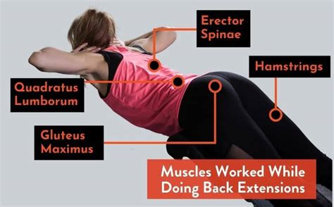 Back Extensions: How To, Muscles Worked, & Alternatives ...