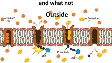 Osmosis Diagram