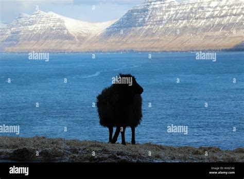 Wildlife in the Faroe Islands Stock Photo - Alamy