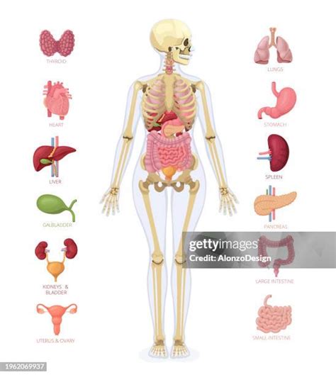 human anatomy infographic elements female body high res vector graphic