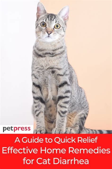 A Guide To Quick Relief Effective Home Remedies For Cat Diarrhea