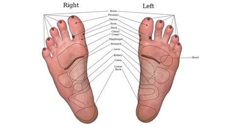 Points On Foot For Reflexology Siam Soul Thai Massage