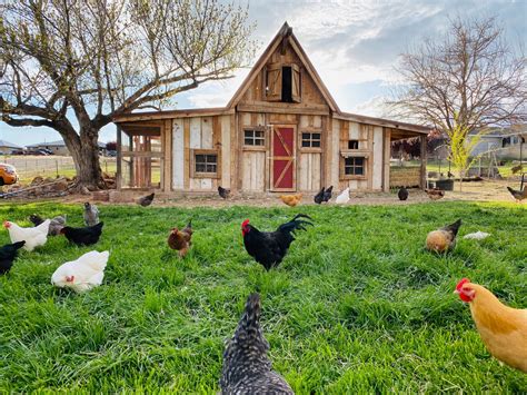 The Best Chicken Coops For The Backyard Backyard Boss