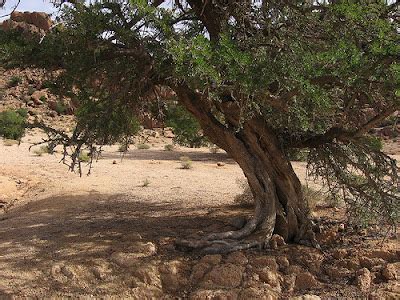 SPRING FLOWER'S: Argan Trees