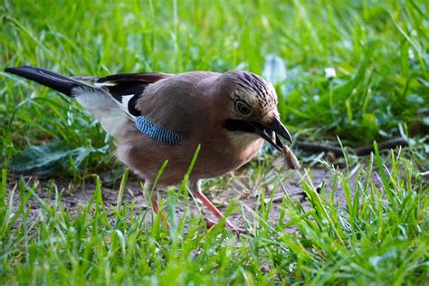 Eichelhäher mit Falter Eichelhäher Garrulus glandarius Flickr