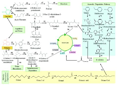 Terminal Degradation Steps Of Pahs Following Benzoate Degradation