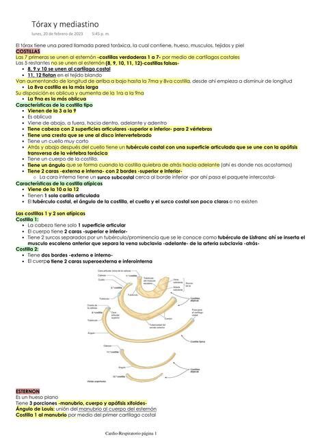 Anatomía Tórax y Mediastino Laura Parra uDocz