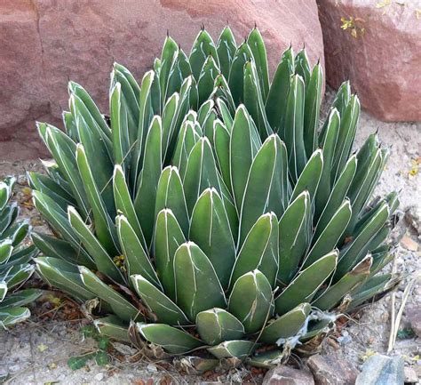 Conoce La Suculenta Agave Victoria Reginae O Agave De La Reina Victoria