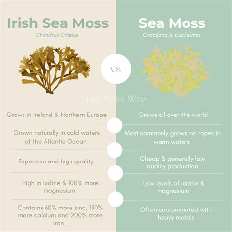 Original Moss 500ml Organic Irish Sea Moss Gel The Moss Way