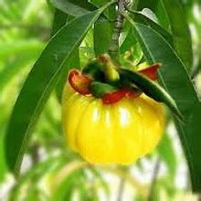 Garcinia Cambogia Review