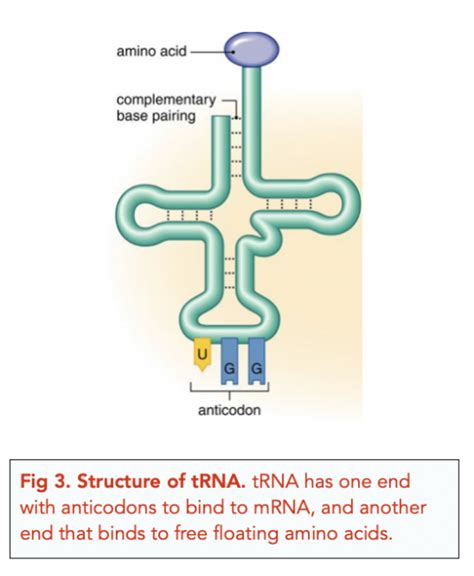 Structure of RNA (A-level Biology) - Study Mind