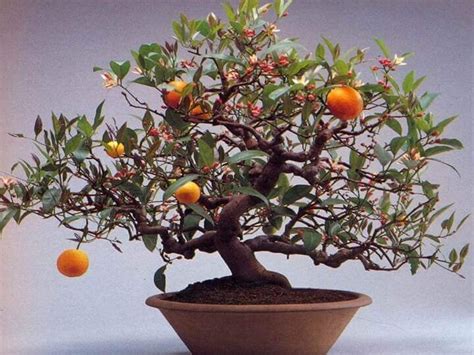 Guía ESENCIAL para CUIDAR tu BONSAI de NARANJO