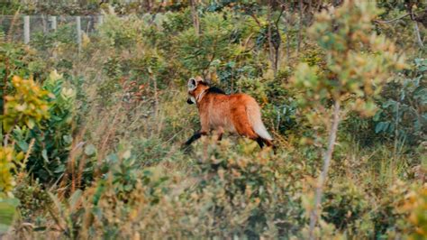 Sementes Oilema e Parque Vida Cerrado lançaram 2ª edição do projeto de