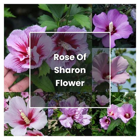 How To Grow Rose Of Sharon Flower Plant Care And Tips Norwichgardener