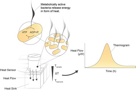 Frontiers Proof Of Concept Real Time Viability And Metabolic