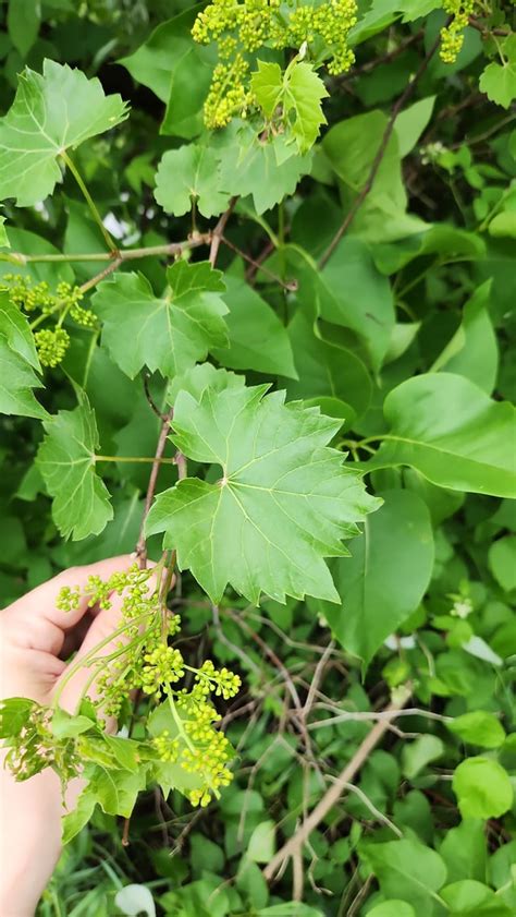 Grape Vine Identification : r/gardening