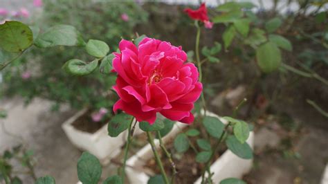 Безплатна снимка : цвете, роза семейство, цъфтящи растения, розов ...