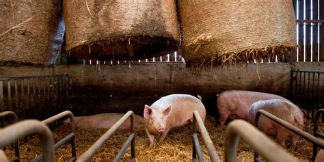 Peste porcine africaine en Belgique la France appelle à la