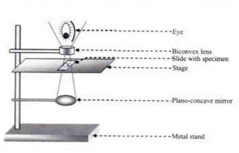 Simple Microscope - Parts, Functions, Diagram and Labelling ...