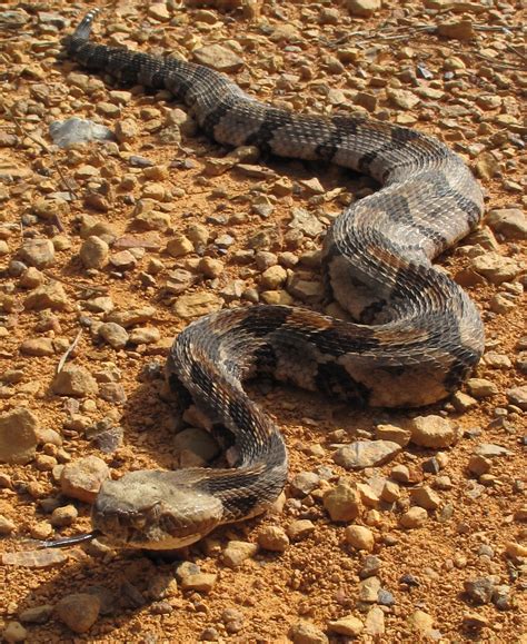 crotalus horridus, near cahaba national wildlife refuge, b… | Flickr