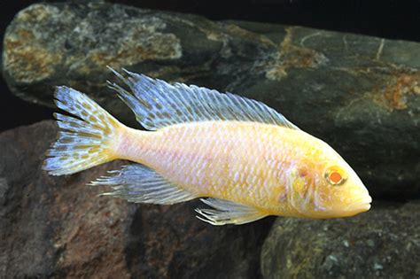 Albino Peacock Cichlid LARGE - Bluegrassaquatics.com