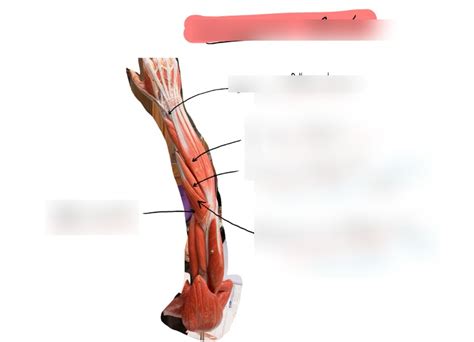 Extensor Muscles Diagram Quizlet