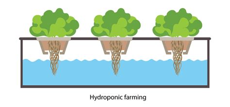 What Is Hydroponic Farming