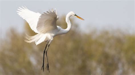 14 Birds With Long Legs (and Where to Find Them)