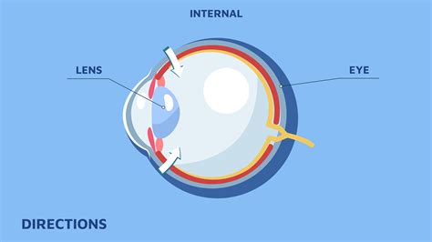 Directions Anatomy on Behance